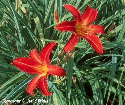  Hemerocallis Hybrida-Ryhm 'Sammy Russell'